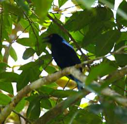 Tabin Bird Xxx Asian Fairy Bluebird