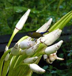 Tabin Bird Purple Naped Sunbird