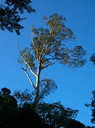 Tabin Xxx Tree