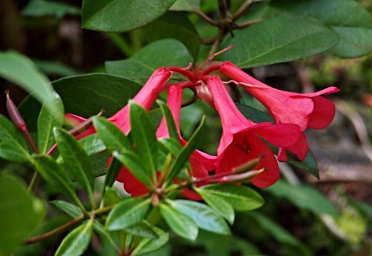 Red trumpet Flower