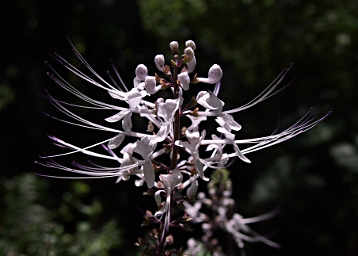  Botanical Garden 