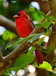 Northern Cardinal