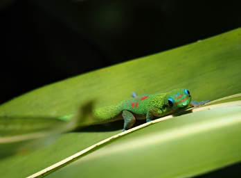 Hawaiian Green Gecko