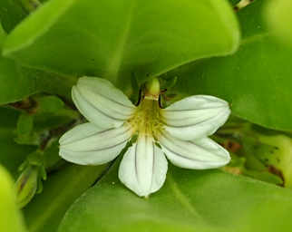 Naupaka Kahakai
