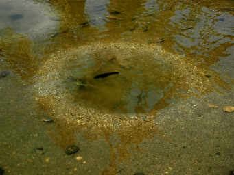 Fish pond