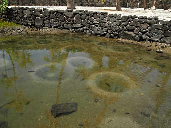 Fish pond