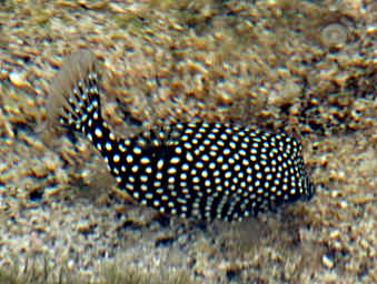 Trunkfish