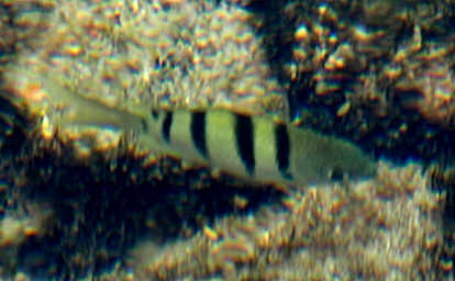 Hawaiian Sergeant