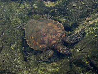 Green Turtle