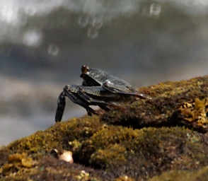 Crab