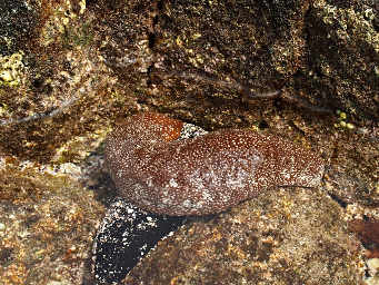Sea Cucumber