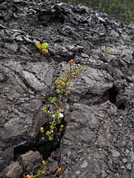 Metrosideros Polymorpha (Ohi'a lehua)
