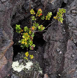 Metrosideros Polymorpha (Ohi'a lehua)