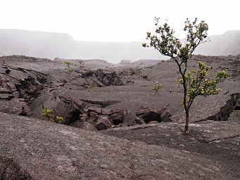 Metrosideros Polymorpha (Ohi'a lehua)