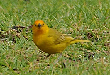 Saffron Finch