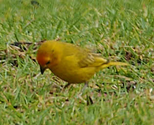 Saffron Finch