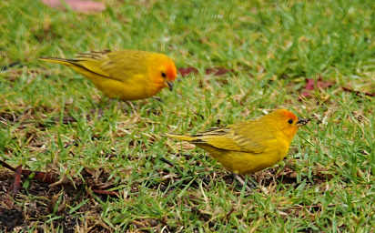 Saffron Finch