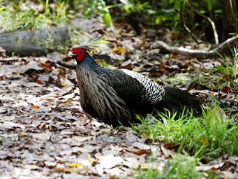 Kalij Pheasant Male