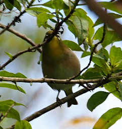 Japanese White-eye