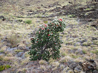Metrosideros Polymorpha (Ohi'a)