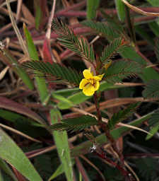 Xxx Flower