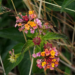 Lantana