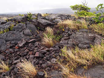 Pit Garden