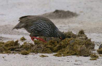 Red Necked Spurfowl