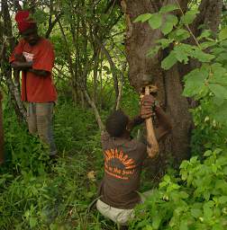 Gaining Access To Honey