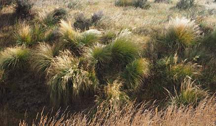 Otago RT Tussock Grass
