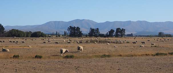 Otago RT Sheep