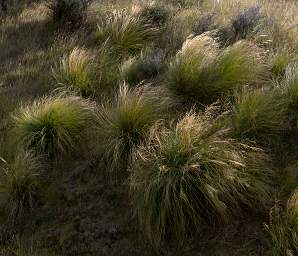 Otago RT Bunch Grass