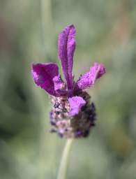 Otago RT Flower Xxx Purple