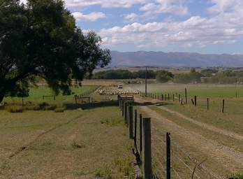 Otago RT Peters Farm Moving Sheep