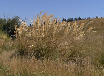 Otago RT Tall Grass
