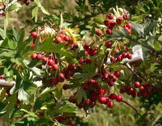 Otago RT Tree Berries