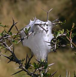 Otago RT Spider Nest