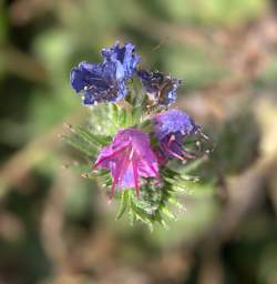 Otago RT Flower Xxx Blue Violet
