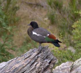 Otago RT Bird Paradise Shelduck