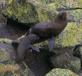 WCst New Zealand Fur Seal Kekeno Arctocephalus Forsteri