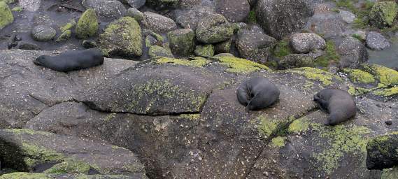 WCst New Zealand Fur Seal Kekeno Arctocephalus Forsteri