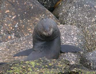WCst New Zealand Fur Seal Kekeno Arctocephalus Forsteri