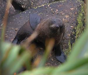 WCst New Zealand Fur Seal Kekeno Arctocephalus Forsteri