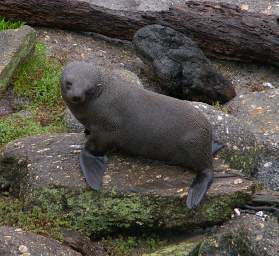WCst New Zealand Fur Seal Kekeno Arctocephalus Forsteri