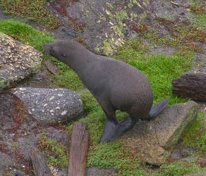WCst New Zealand Fur Seal Walking