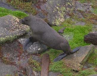 WCst New Zealand Fur Seal Walking