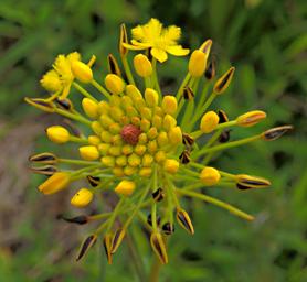 Flower Bulbine Abyssinica