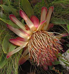 Protea Humifusa