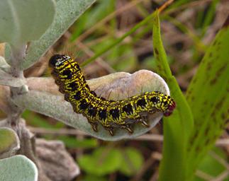 Kitulo Caterpillar