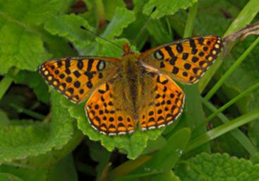 Butterfly Hanningtons Fritillary